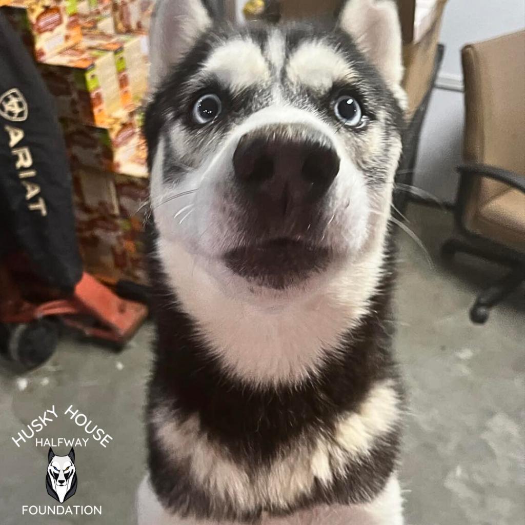 Kurama, an adoptable Husky in Eufaula, OK, 74432 | Photo Image 3