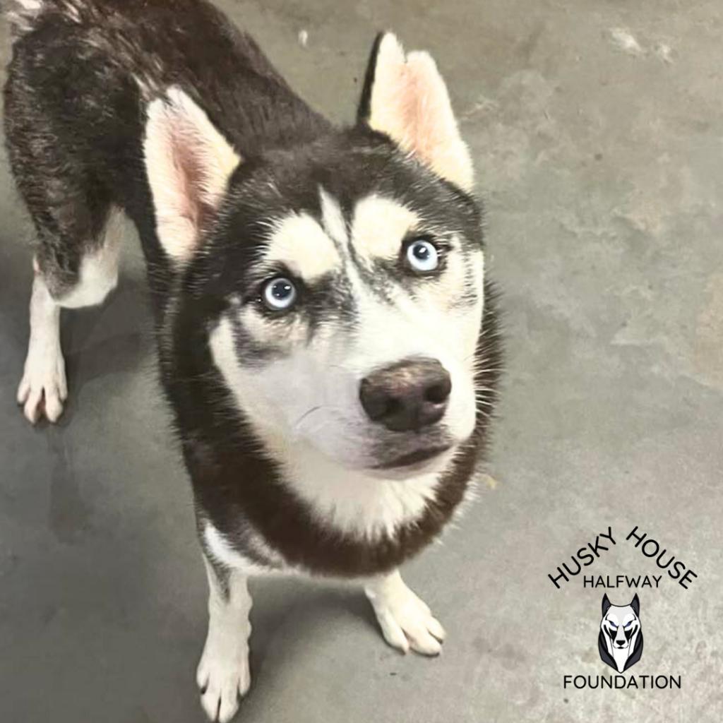 Kurama, an adoptable Husky in Eufaula, OK, 74432 | Photo Image 4