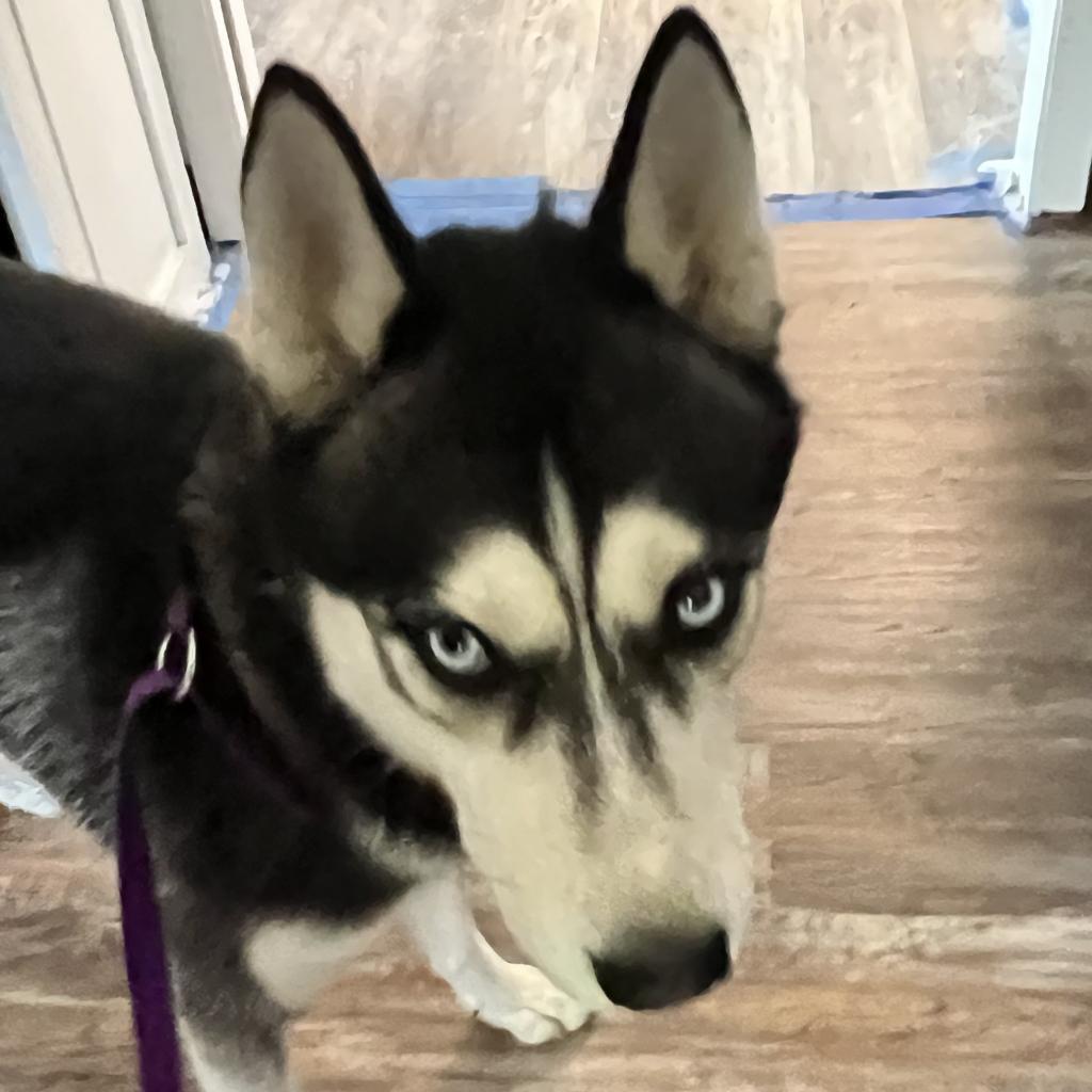 Kurama, an adoptable Husky in Eufaula, OK, 74432 | Photo Image 5