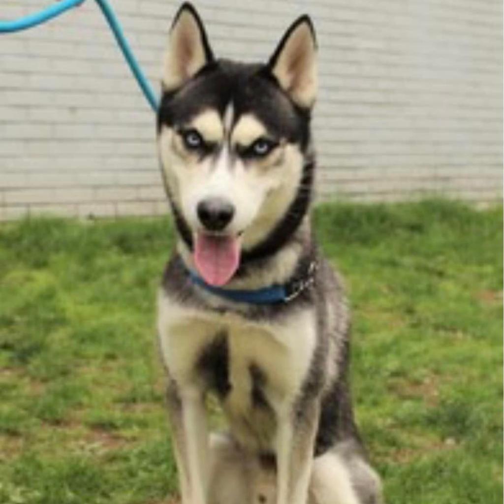 Kurama, an adoptable Husky in Eufaula, OK, 74432 | Photo Image 6