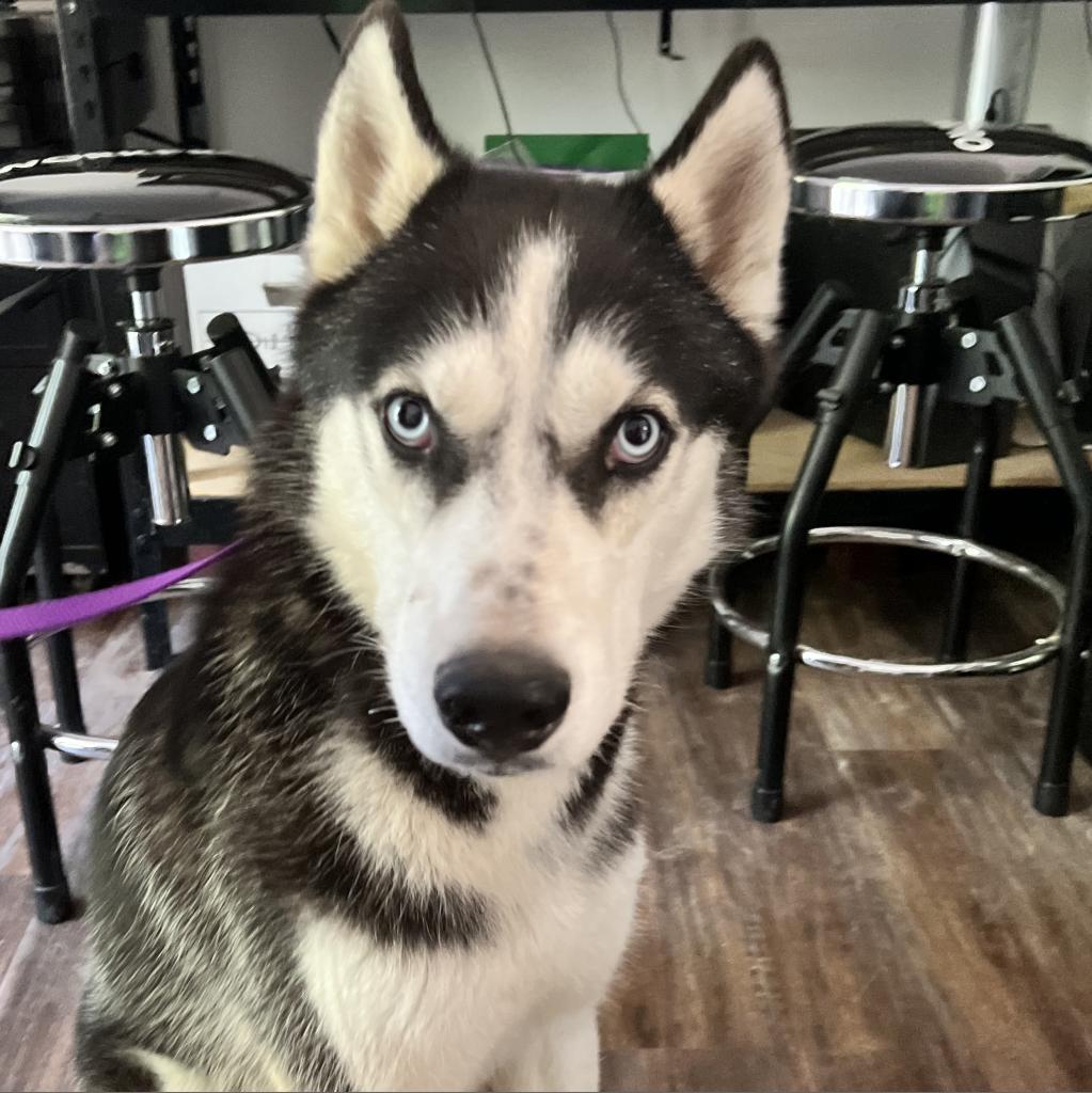 Sterling, an adoptable Husky in Eufaula, OK, 74432 | Photo Image 1