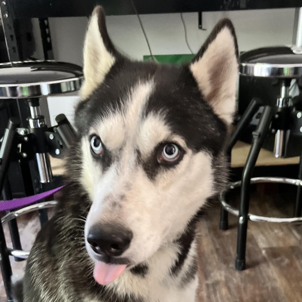 Sterling, an adoptable Husky in Eufaula, OK, 74432 | Photo Image 2