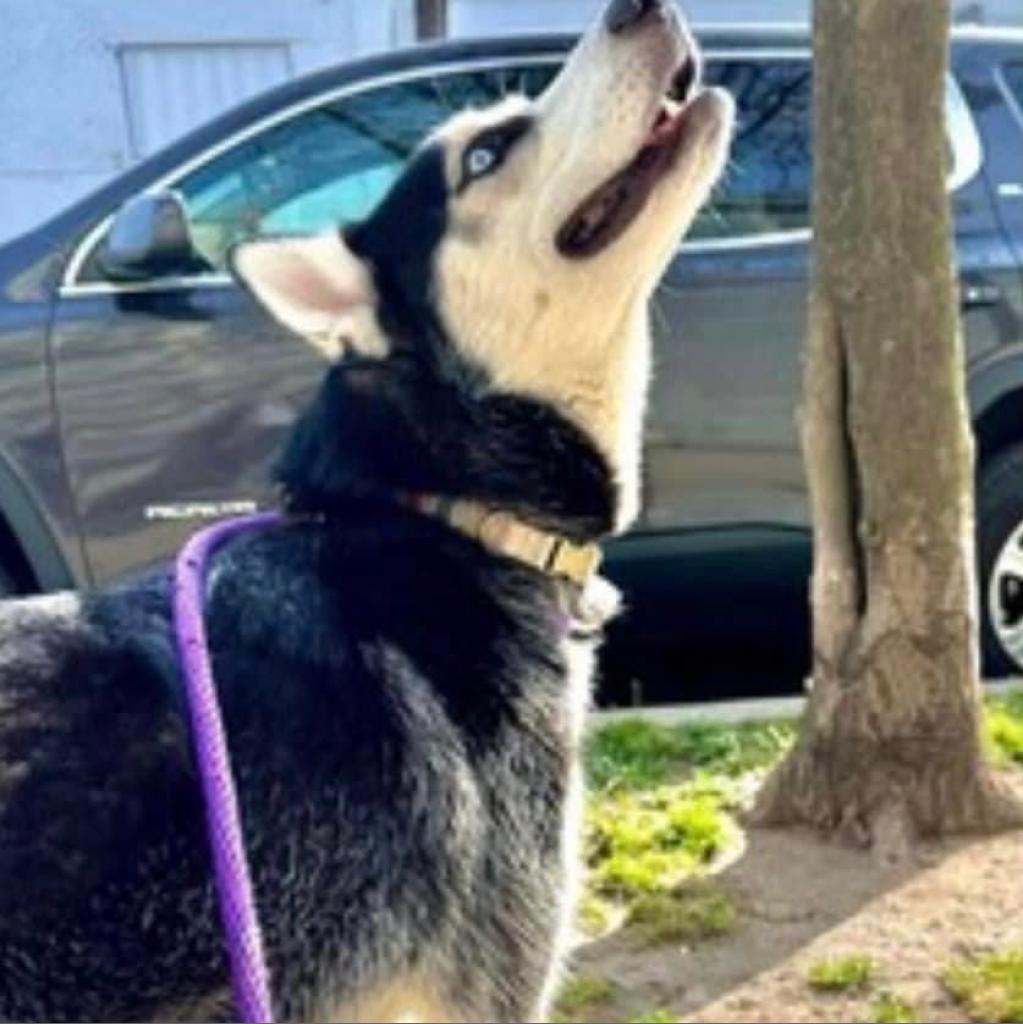 Sterling, an adoptable Husky in Eufaula, OK, 74432 | Photo Image 3