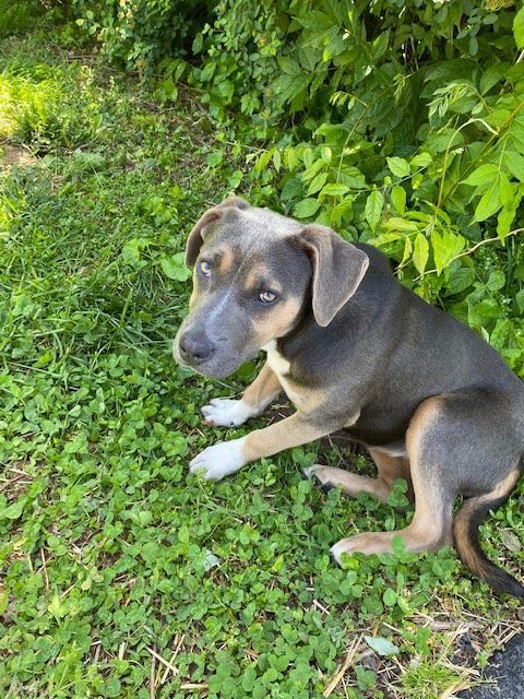 Penny