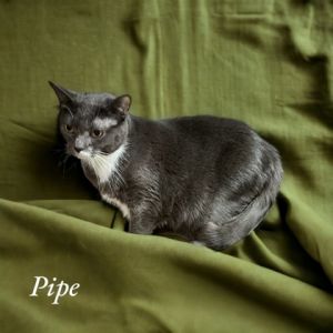 Pipe
