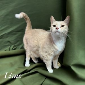 Lime