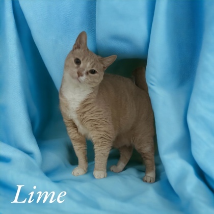 Lime, an adoptable Domestic Short Hair in Cumberland, MD_image-2