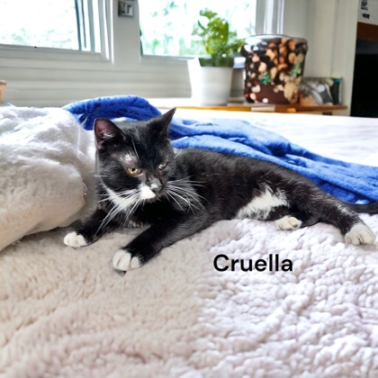 Cruella, an adoptable Domestic Short Hair in Cumberland, MD_image-1