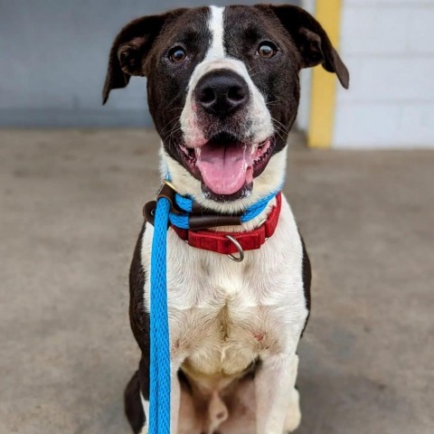 Valentino, an adoptable Collie in St. Louis, MO, 63103 | Photo Image 2