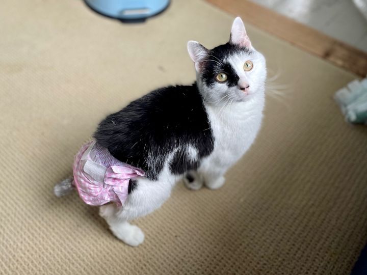Benjamin Beans - WEARS A DIAPER, an adoptable Domestic Short Hair in Brentwood, NH_image-1