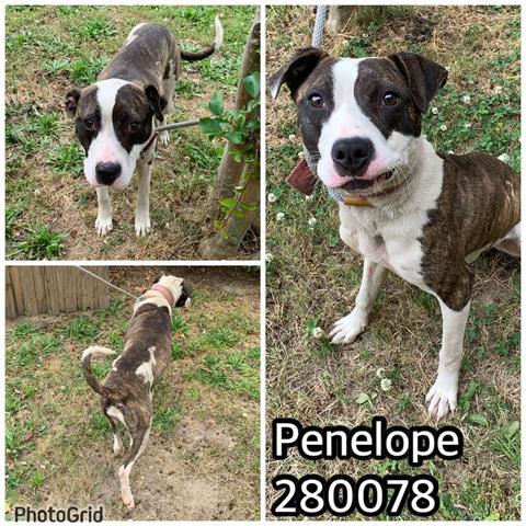 PENELOPE