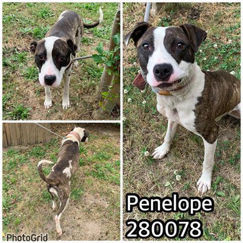 PENELOPE, an adoptable Pit Bull Terrier Mix in Macon, GA_image-1