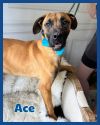 Ace
