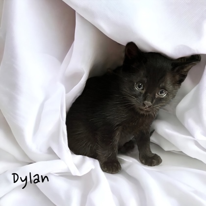 Dylan, an adoptable Domestic Short Hair in Cumberland, MD_image-1
