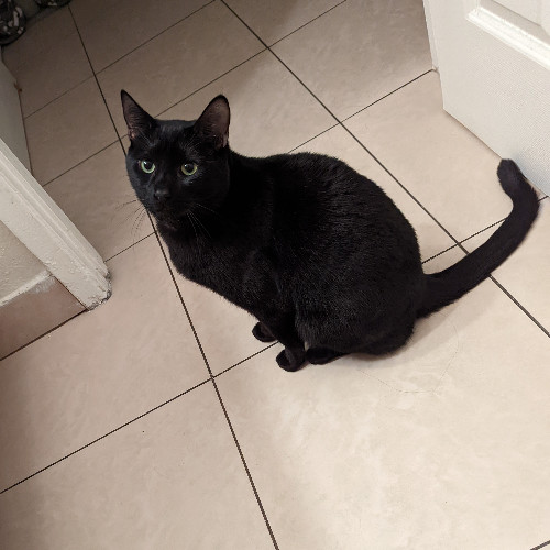 Salem C., an adoptable Domestic Short Hair in San Jose, CA, 95112 | Photo Image 1