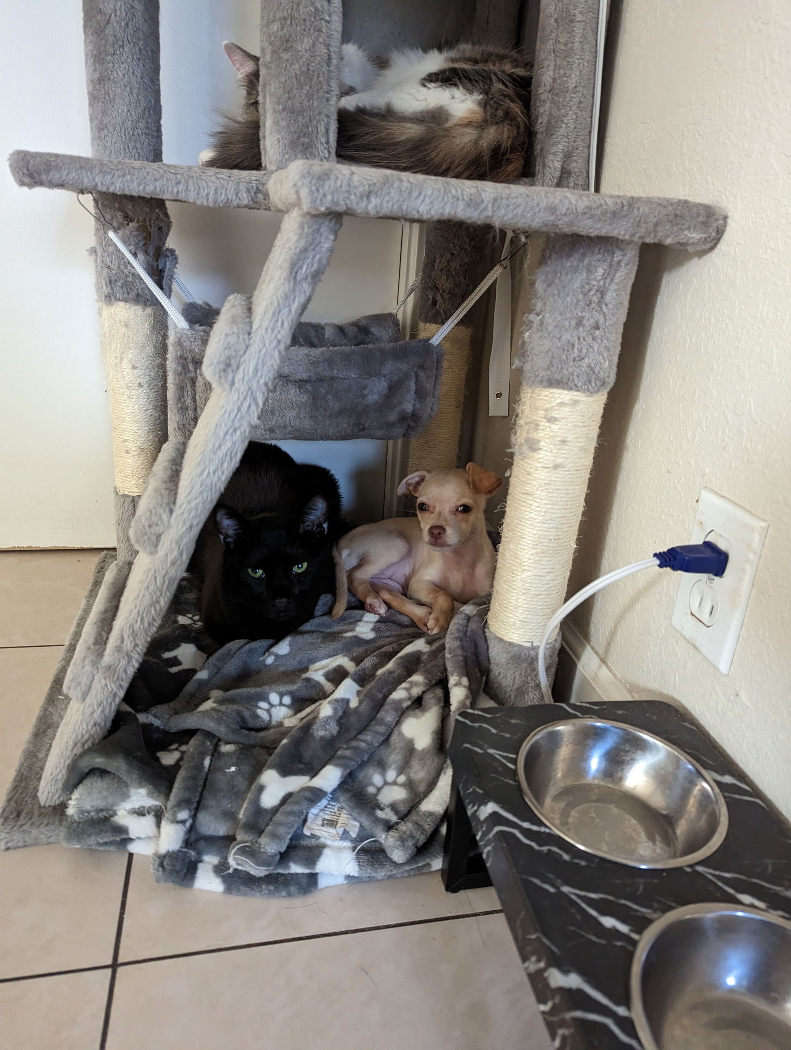 Salem C., an adoptable Domestic Short Hair in San Jose, CA, 95112 | Photo Image 3
