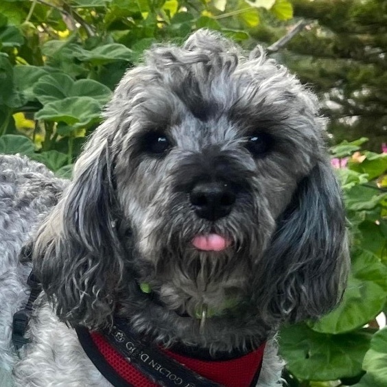 May 17, Quezadilla is Available, an adopted Cockapoo & Poodle Mix in Oceanside, CA_image-1
