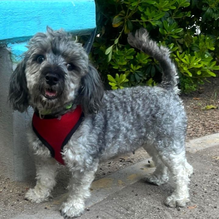 May 17, Quezadilla is Available, an adopted Cockapoo & Poodle Mix in Oceanside, CA_image-3