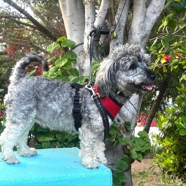 May 17, Quezadilla is Available, an adopted Cockapoo & Poodle Mix in Oceanside, CA_image-5
