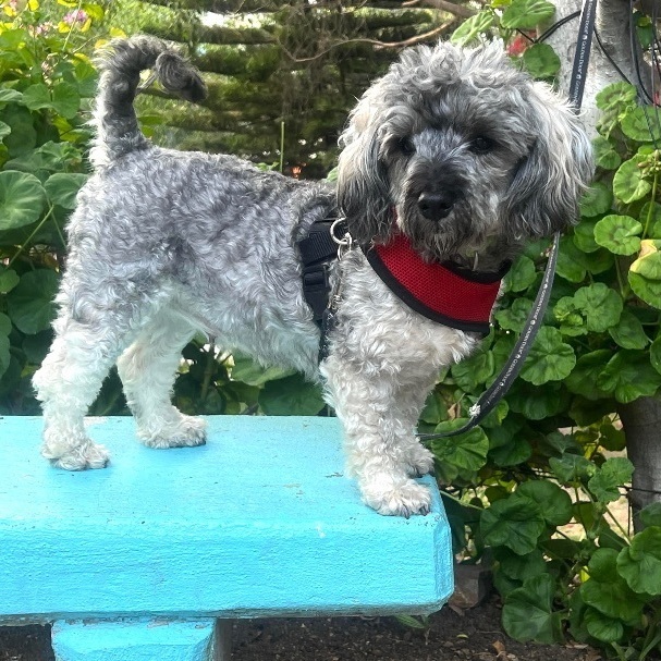 May 17, Quezadilla is Available, an adopted Cockapoo & Poodle Mix in Oceanside, CA_image-6