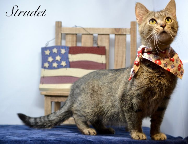 Strudel , an adopted Tabby in Sevierville, TN_image-1