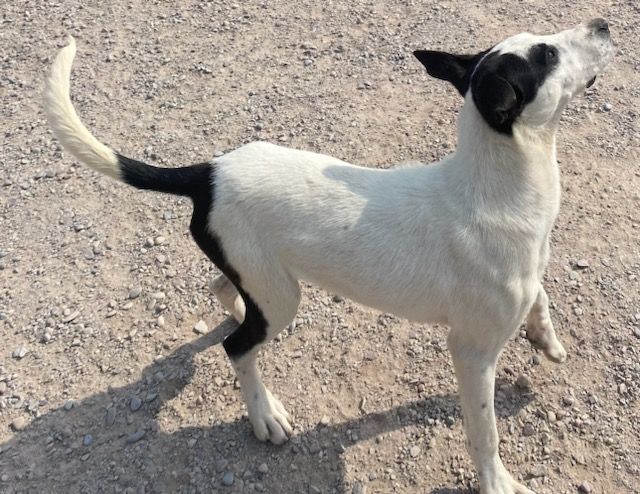 Dog for adoption Jazzy, a Border Collie Mix in Polson, MT Petfinder