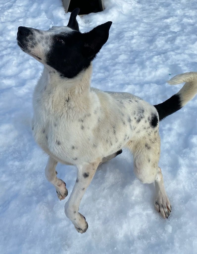Jazzy, an adoptable Border Collie in Polson, MT, 59860 | Photo Image 5