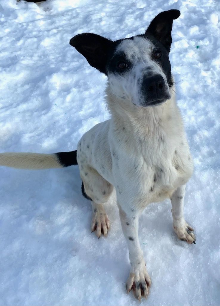 Jazzy, an adoptable Border Collie in Polson, MT, 59860 | Photo Image 6