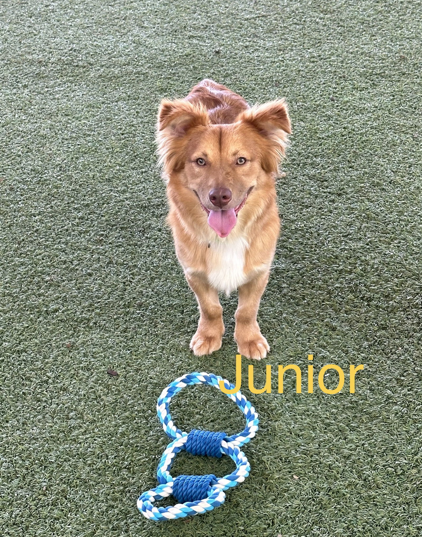 Junior, an adoptable Chihuahua, Shepherd in Pipe Creek, TX, 78063 | Photo Image 1