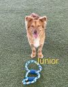 Junior photo 1
