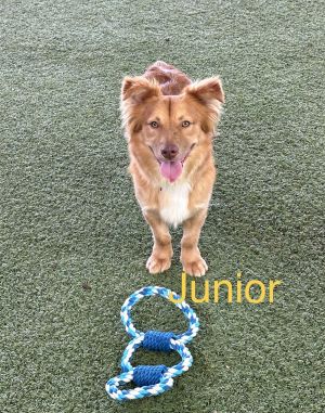 Junior, Adult Male unknown