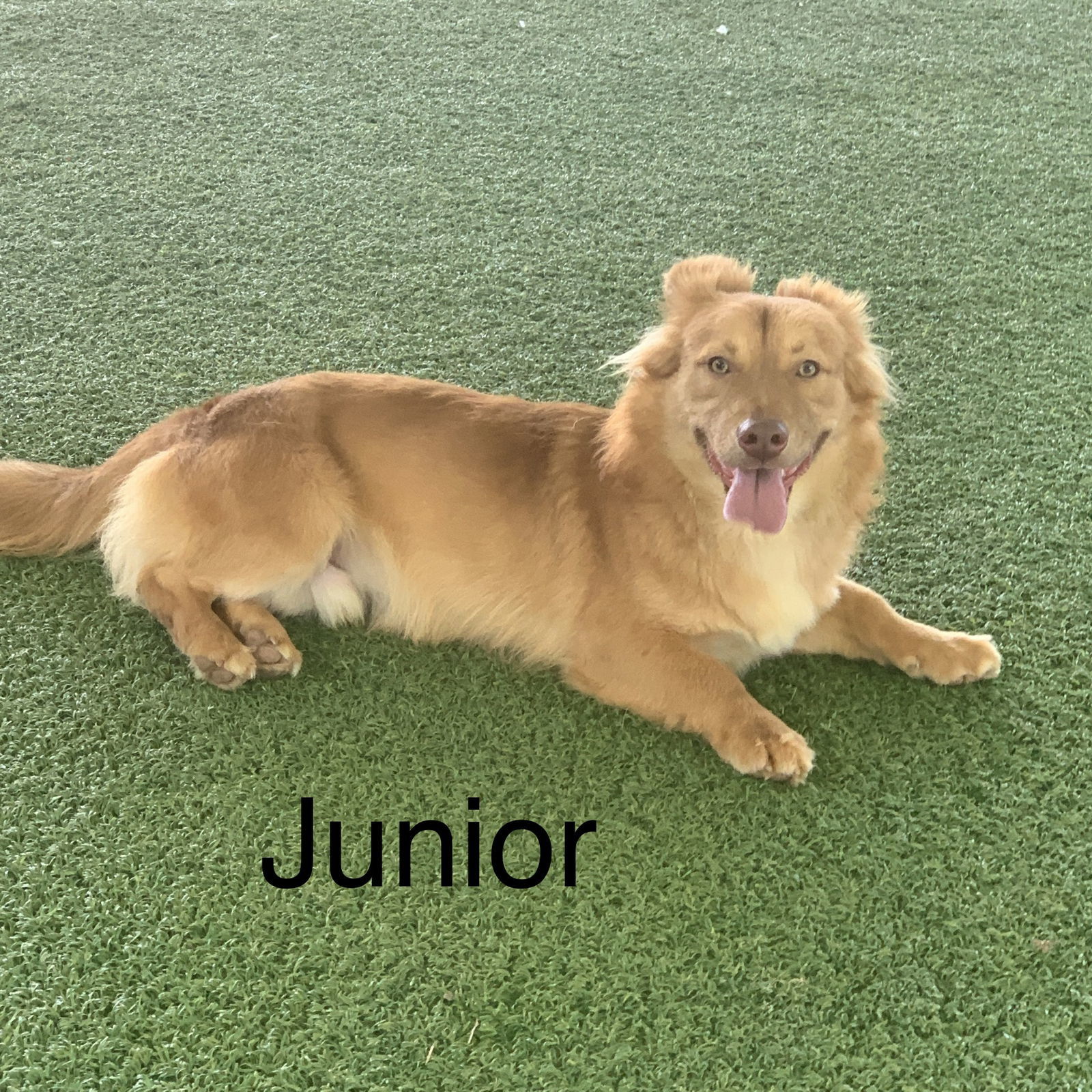 Junior, an adoptable Chihuahua, Shepherd in Pipe Creek, TX, 78063 | Photo Image 2