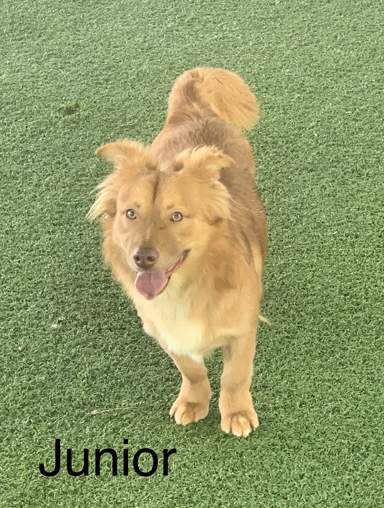 Junior, an adoptable Chihuahua, Shepherd in Pipe Creek, TX, 78063 | Photo Image 3