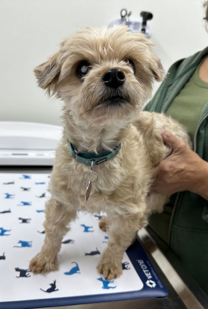 Ralph, an adoptable Yorkshire Terrier in Los Alamitos, CA_image-3