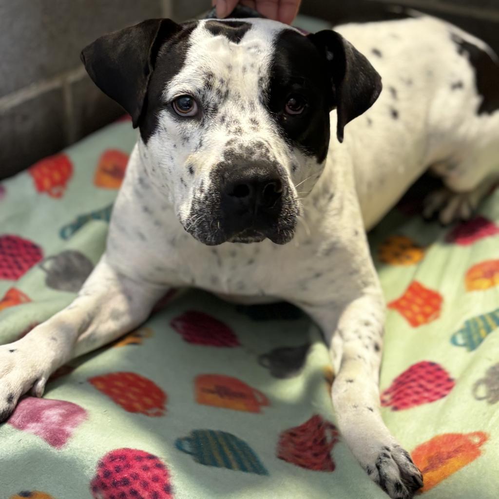 Willie, an adoptable Terrier in Clarksdale, MS, 38614 | Photo Image 1