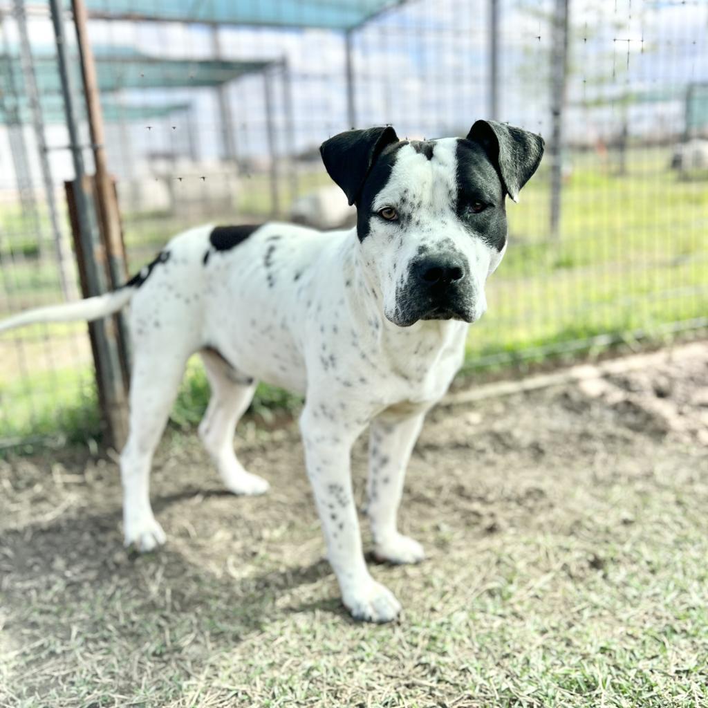 Willie, an adoptable Terrier in Clarksdale, MS, 38614 | Photo Image 2