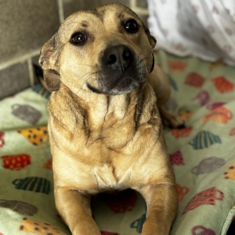 Etta, an adoptable Shepherd in Clarksdale, MS, 38614 | Photo Image 1