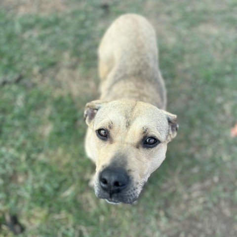 Etta, an adoptable Shepherd in Clarksdale, MS, 38614 | Photo Image 2