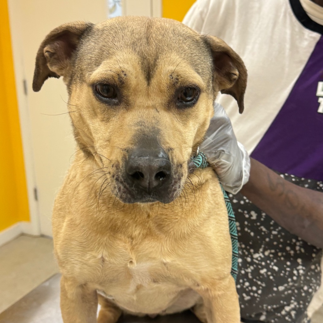 Etta, an adoptable Shepherd in Clarksdale, MS, 38614 | Photo Image 3
