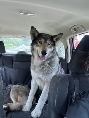 ABRAM (Courtesy Listing) Alaskan Malamute Dog