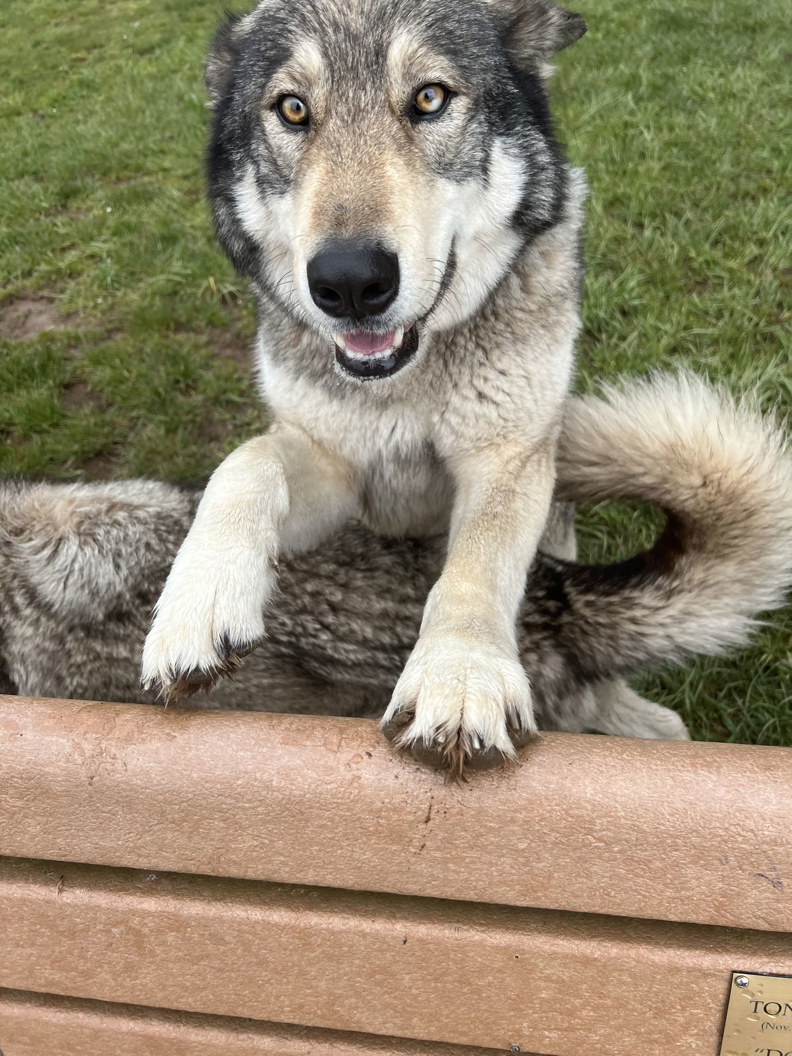 ABRAM (Courtesy Listing), an adoptable Alaskan Malamute in Seattle, WA, 98175 | Photo Image 2