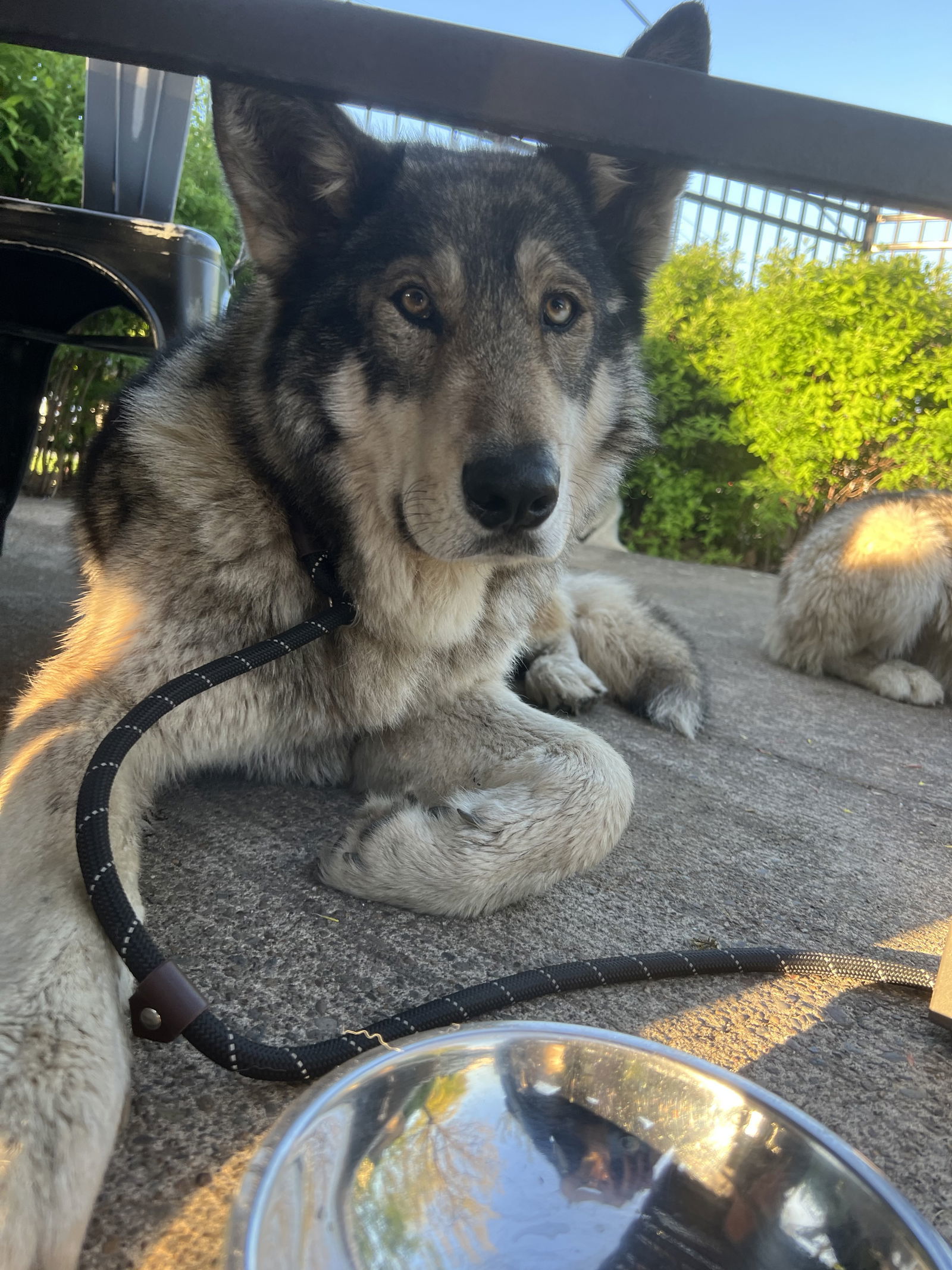 ABRAM (Courtesy Listing), an adoptable Alaskan Malamute in Seattle, WA, 98175 | Photo Image 3