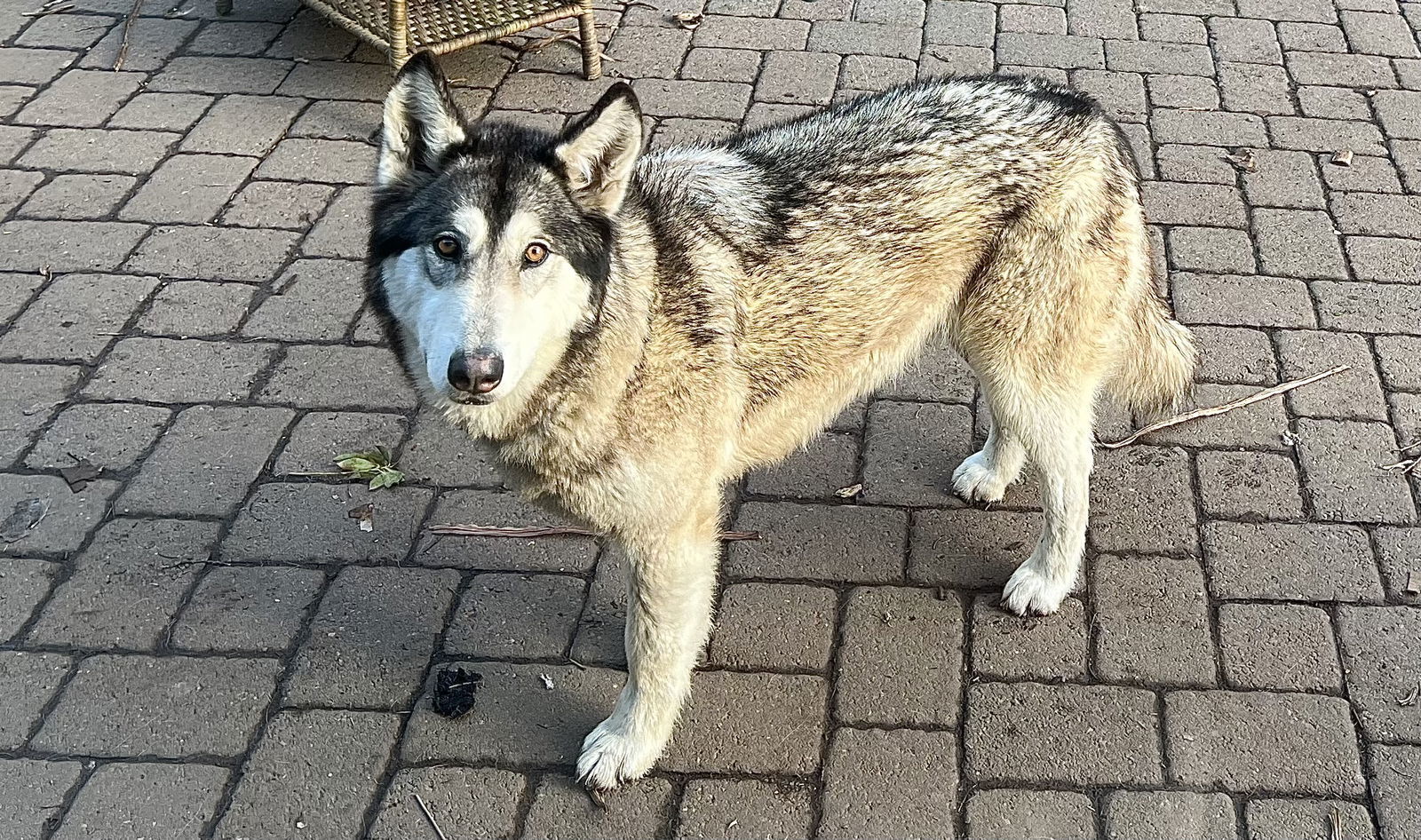 BRADLEY (Courtesy Listing), an adoptable Alaskan Malamute in Seattle, WA, 98175 | Photo Image 1