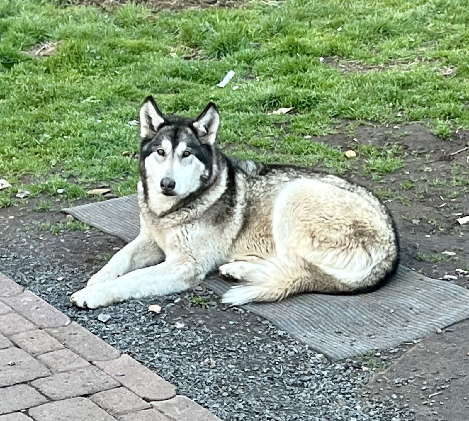 BRADLEY (Courtesy Listing), an adoptable Alaskan Malamute in Seattle, WA, 98175 | Photo Image 2