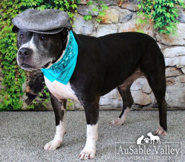 Crush, an adoptable American Staffordshire Terrier & American Bulldog Mix in Grayling, MI_image-1