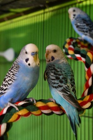 Parakeets [Male]