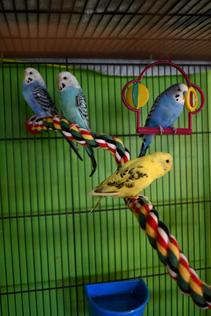Parakeets [Male] 3