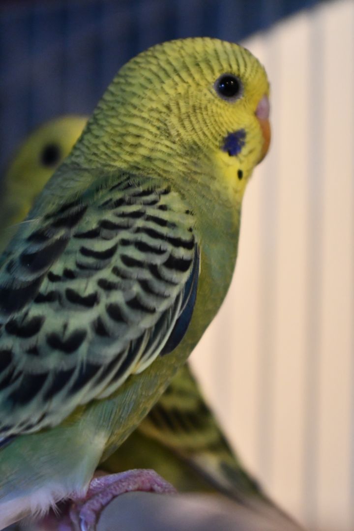 Parakeets [Female], an adoptable Parakeet (Other) in Bellingham, WA_image-1