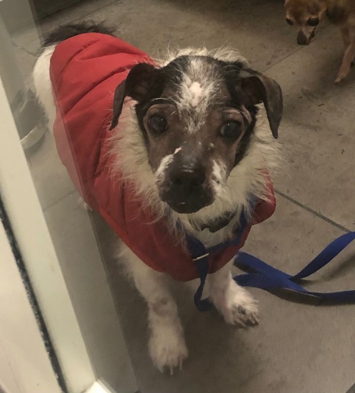 Dog for adoption Rocket, a Jack Russell Terrier Mix in Studio City, CA Petfinder