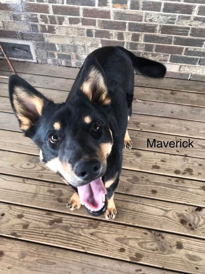 Maverick, an adoptable Rottweiler & German Shepherd Dog Mix in South Windsor, CT_image-1